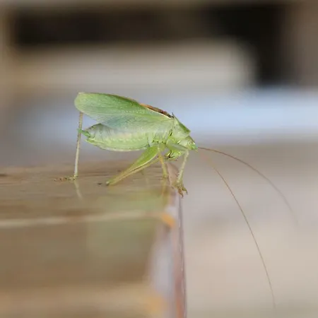 Gospodarstwo agroturystyczne Eichenhof