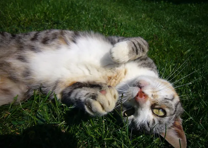 Eichenhof * Berg im Drautal