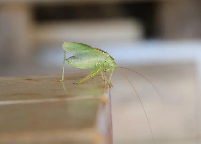 Séjour à la ferme Eichenhof