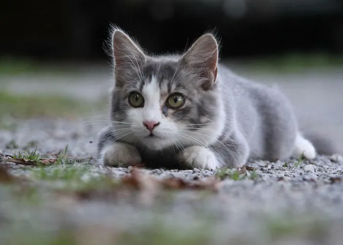 Séjour à la ferme Eichenhof Berg im Drautal